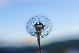 蒲公英,日落,天空