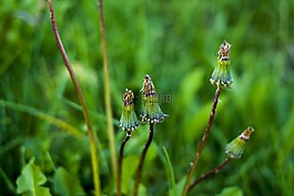 花瓣,性質(zhì),草坪