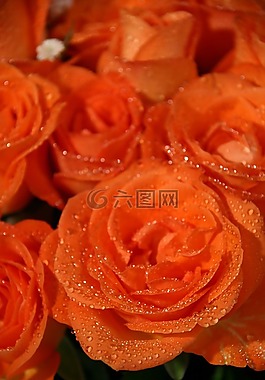 玫瑰,鮮花,橙