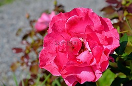 玫瑰,花,玫瑰綻放