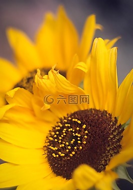 花卉,向日葵,夏季
