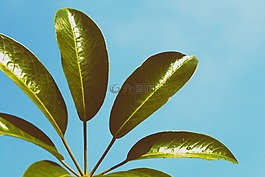 綠色,葉,植物