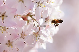 動(dòng)物,蜜蜂,開花