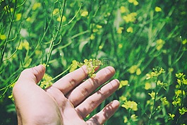 黃色,鮮花,綠色