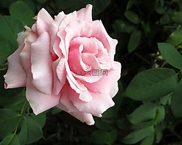 花,玫瑰,植物區(qū)系