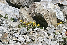 鮮花,性質(zhì),廠
