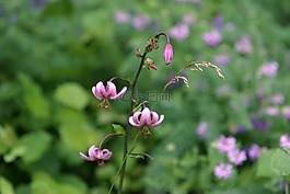 土耳其人的章莉莉,鲜花,性质