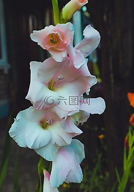 鮮花,夏季,性質(zhì)