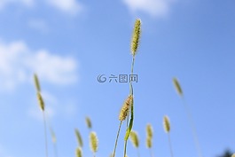 大自然,植物,夏天
