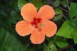 花,工廠,花園