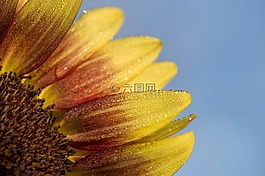 鮮花,自然,花
