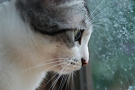 猫咪,猫,可爱