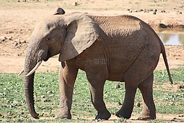 象,非洲,野生動(dòng)物園