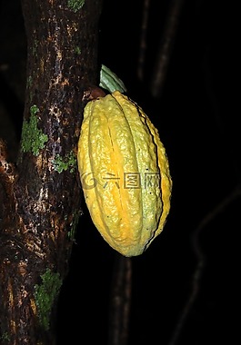 可可,水果,蔬菜