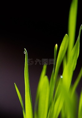 草,成長,綠色