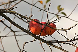 蘋果,秋,蘋果樹