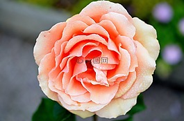 玫瑰,花,玫瑰綻放