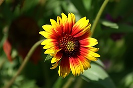 鮮花,瑪格麗特,夏季花卉