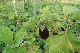 水果,茄子,蔬菜