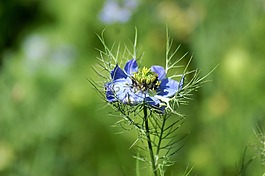鮮花,夏季花卉,性質