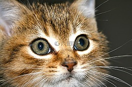 小猫,虎斑猫,猫