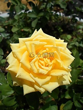 羅莎,花,性質(zhì)