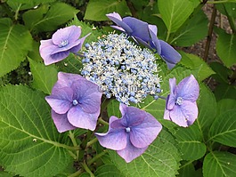 繡球花,花卉,藍(lán)色