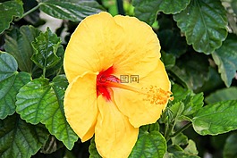 芙蓉,花,黄色