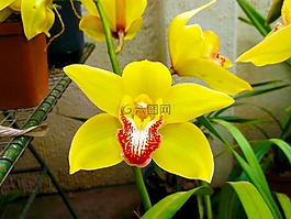 花,黃色,春