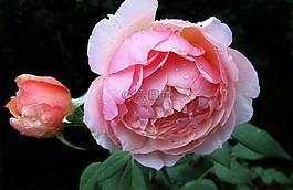 花,玫瑰,花瓣