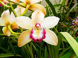 花,春,自然