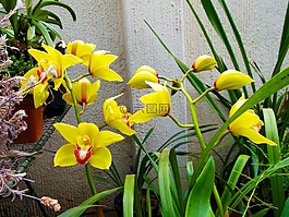 花,自然,s