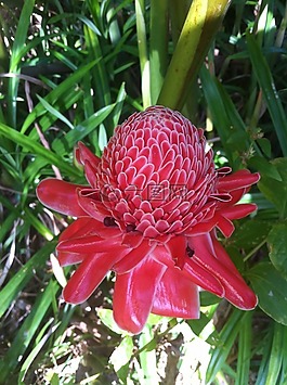 粉紅色,美麗的,花