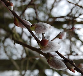 柳絮,科,審美