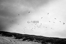 鳥(niǎo)類,性質(zhì),飛