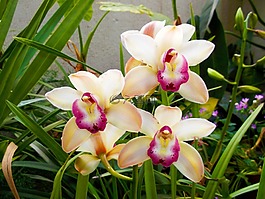 夏天,自然,花