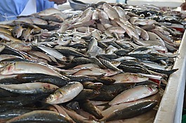 活魚,生魚,魚