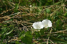 旋花,草,野草