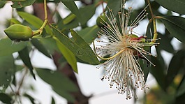 自然,植物區(qū)系,葉