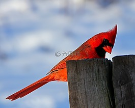 鸟,自然,红衣主教