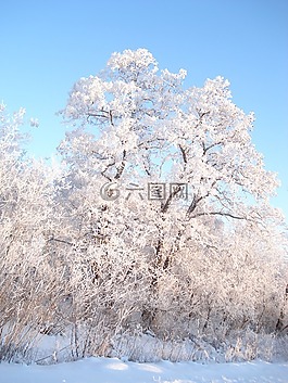 冬天,雪,冬季森林
