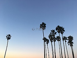 棕櫚樹,天空,側(cè)影