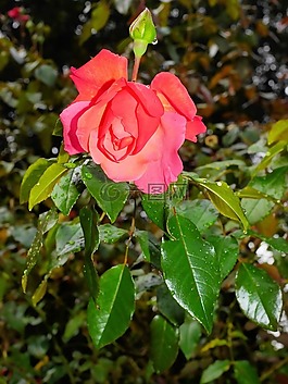 花,開花,粉紅色