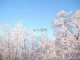 冬天,雪,冬季森林