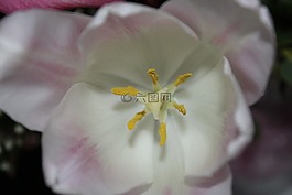 花卉,夏季花卉,紫色