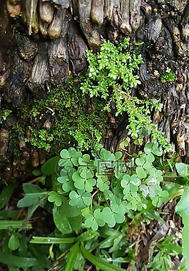 植物,樹,性質(zhì)