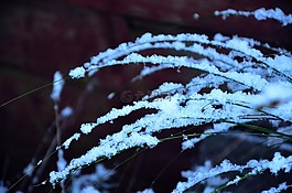 雪,分支機(jī)構(gòu),冷