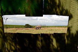 野生動物,非洲,野生動物園