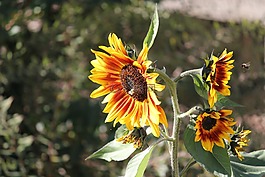太陽花,蜜蜂,開花