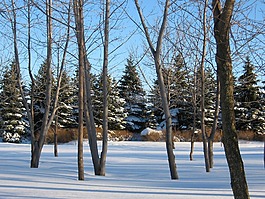 景觀,冬天,雪